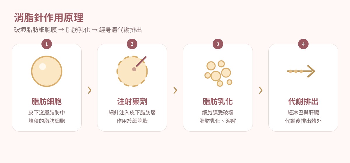 消脂針作用原理:注射藥劑破壞脂肪細胞膜,脂肪乳化溶解後經淋巴與肝臟代謝排出
