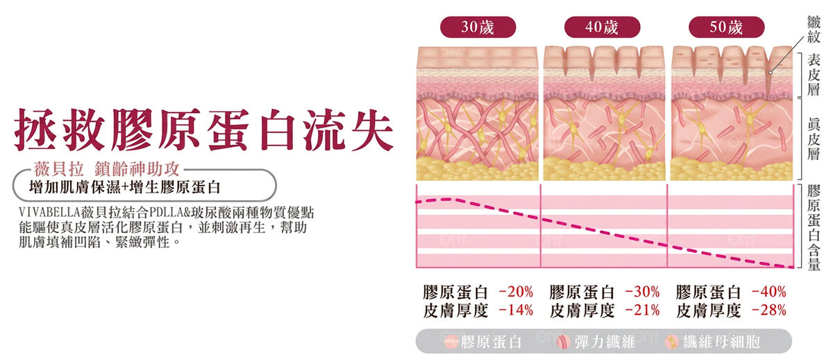 膠原蛋白流失:30 歲、40 歲、50 歲膠原蛋白與皮膚厚度變化